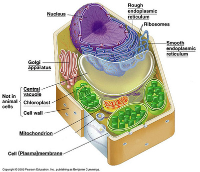 Animal Cell Golgi Apparatus. the plant cell consistes of 7